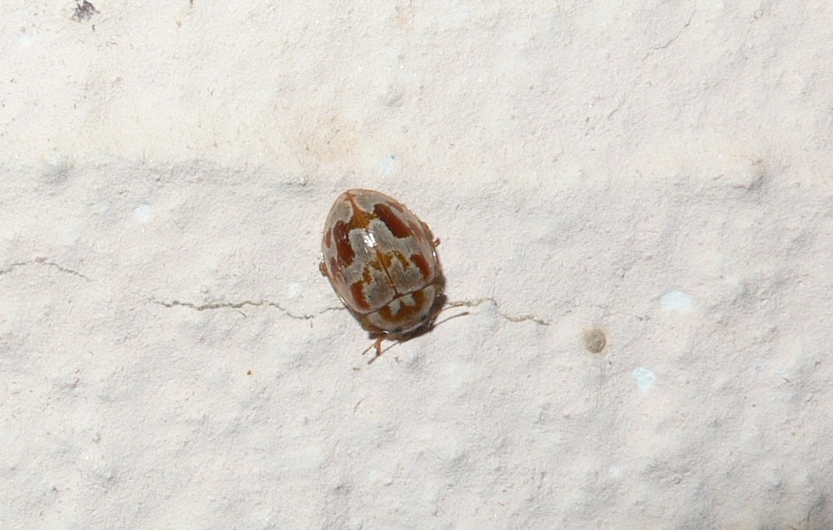 Myrrha octodecimguttata formosa (Coccinellidae)